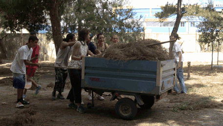 pulizia_pineta1.gif