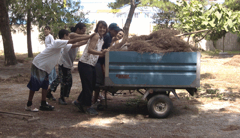 pulizia_pineta2.gif