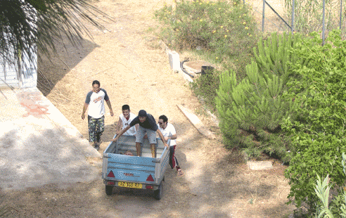 pulizia_pineta9.gif
